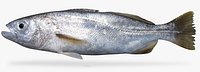 Bigeye Corvina