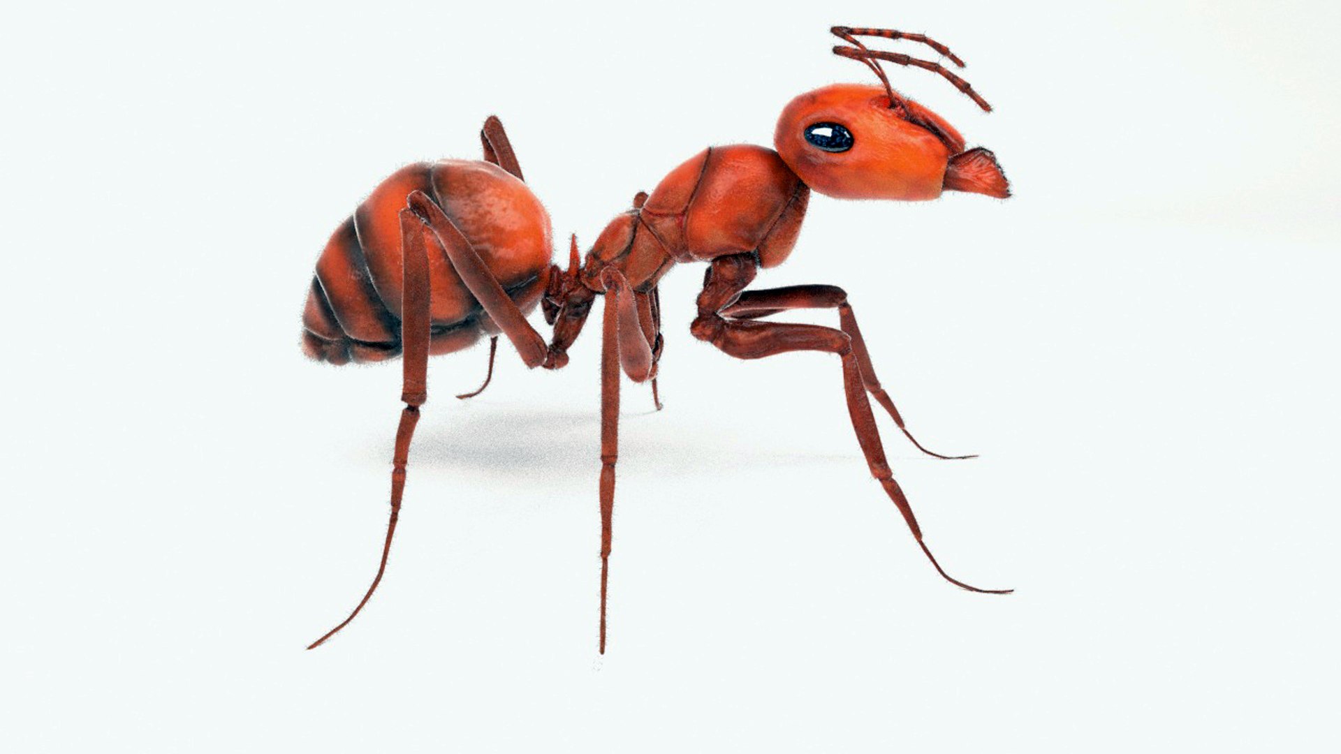 Ant model - TurboSquid 1042167