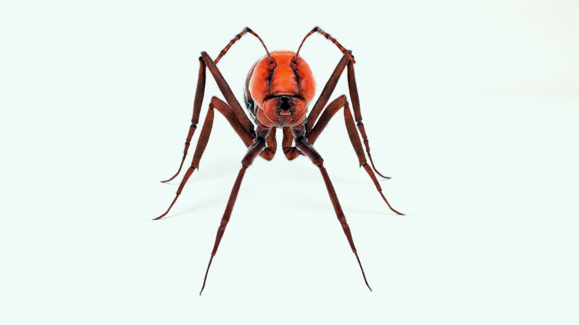 Ant model - TurboSquid 1042167