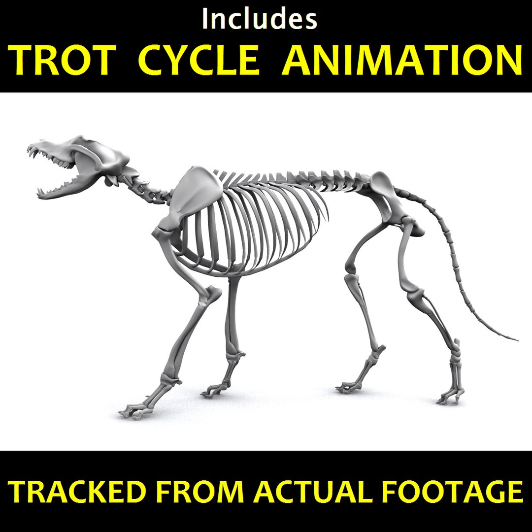 canine skeleton bones animation model https://p.turbosquid.com/ts-thumb/G2/3Rknf1/4VtpHUC1/cm_001_5/png/1557796317/1920x1080/fit_q87/b81a491742425e3c1823fe45f04afc5f86a95718/cm_001_5.jpg