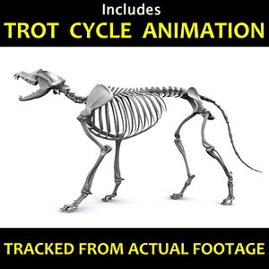 Canine Skeleton - Includes an Animation