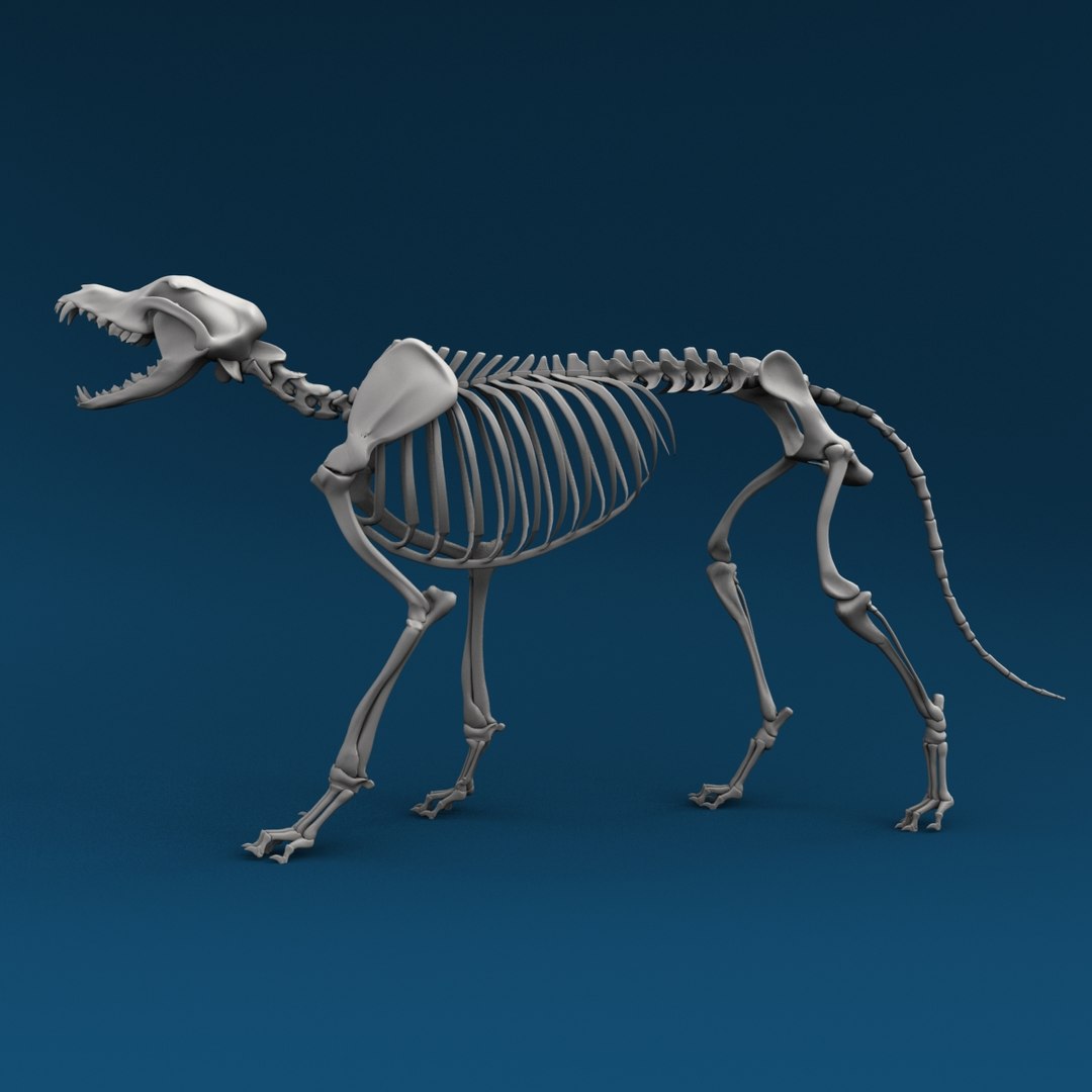 canine skeleton bones animation model https://p.turbosquid.com/ts-thumb/G2/3Rknf1/MdWQ1dkW/cm_002/jpg/1557789800/1920x1080/fit_q87/a5dea8109ae5b4c6d28df19ff26832d0174f41d1/cm_002.jpg