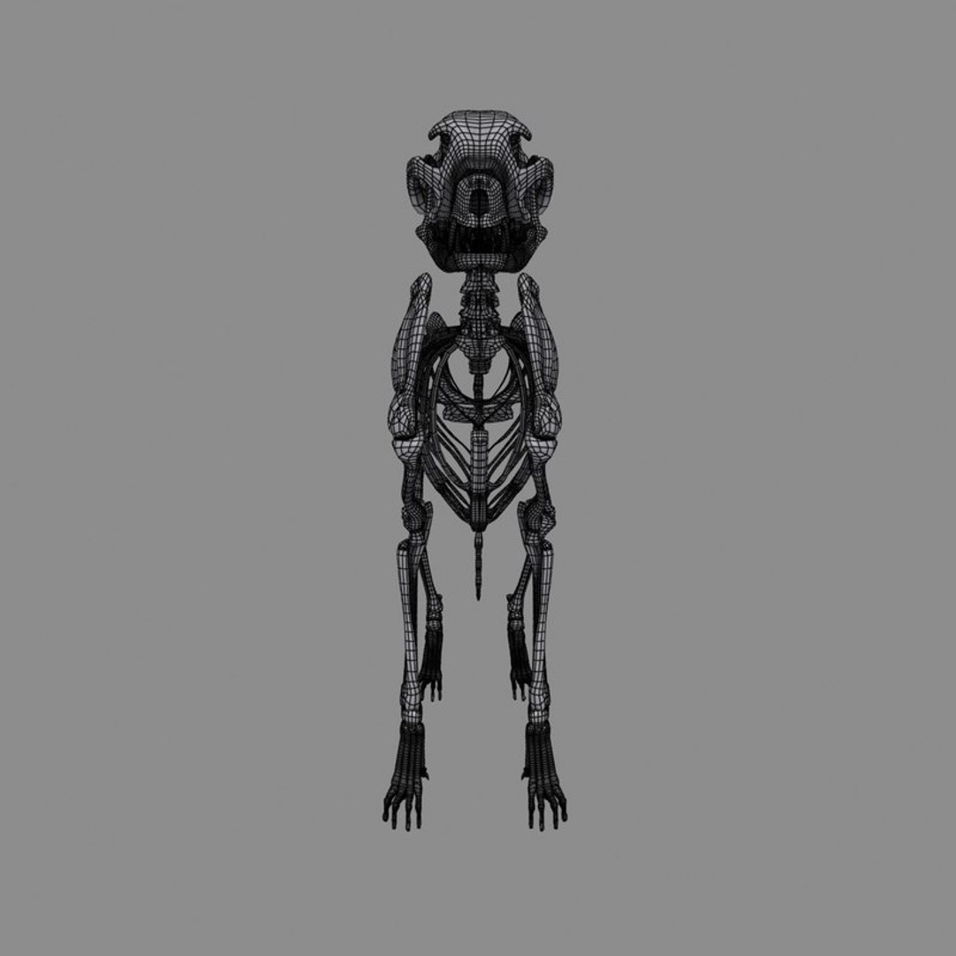 canine skeleton bones animation model https://p.turbosquid.com/ts-thumb/G2/3Rknf1/tKeIa5du/cs_058.jpga483306c6c0447b1b8fdb4fee90b0062original/jpg/1557790120/1920x1080/fit_q87/789c13804fcea875b27d08a58490ccd518b42ecc/cs_058.jpga483306c6c0447b1b8fdb4fee90b0062original.jpg