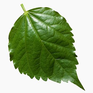 leaf 3D