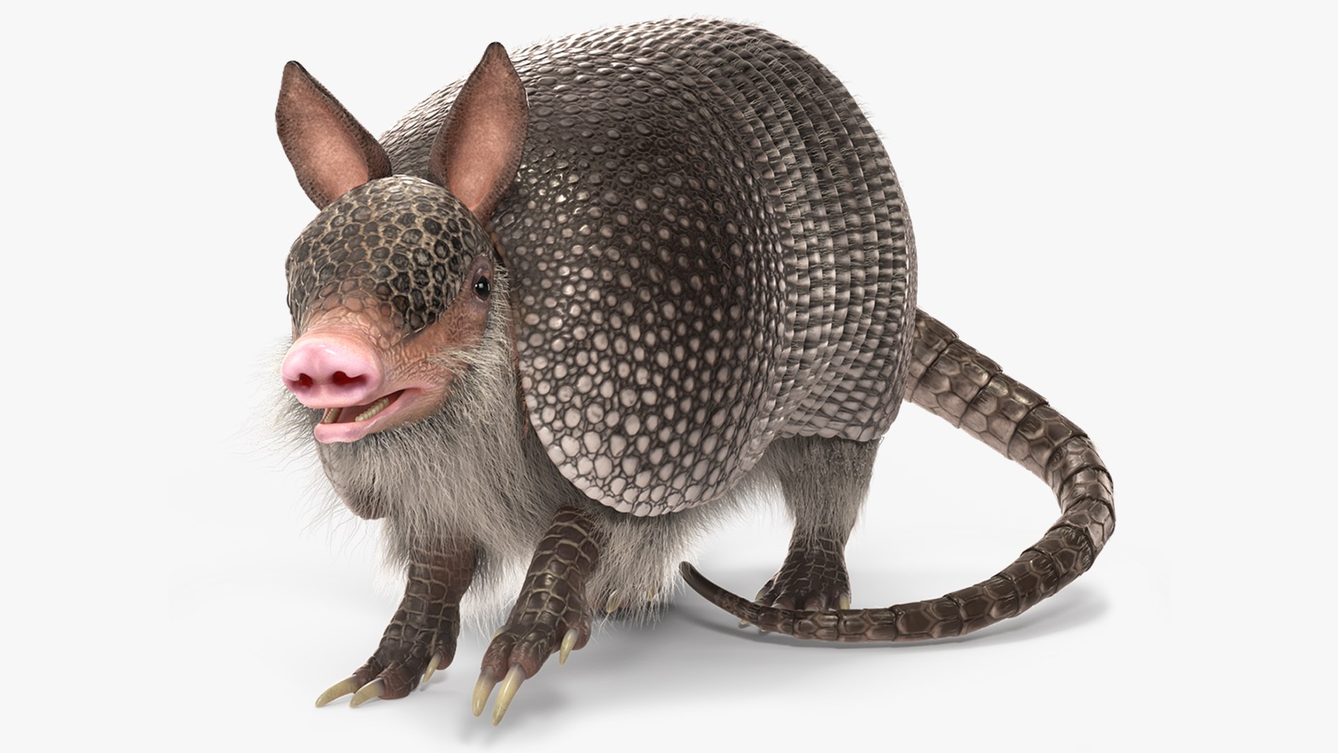 Armadillo Black Fur Rigged 3D model preview
