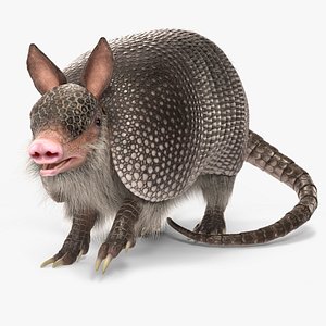 Armadillo Black Fur Rigged
