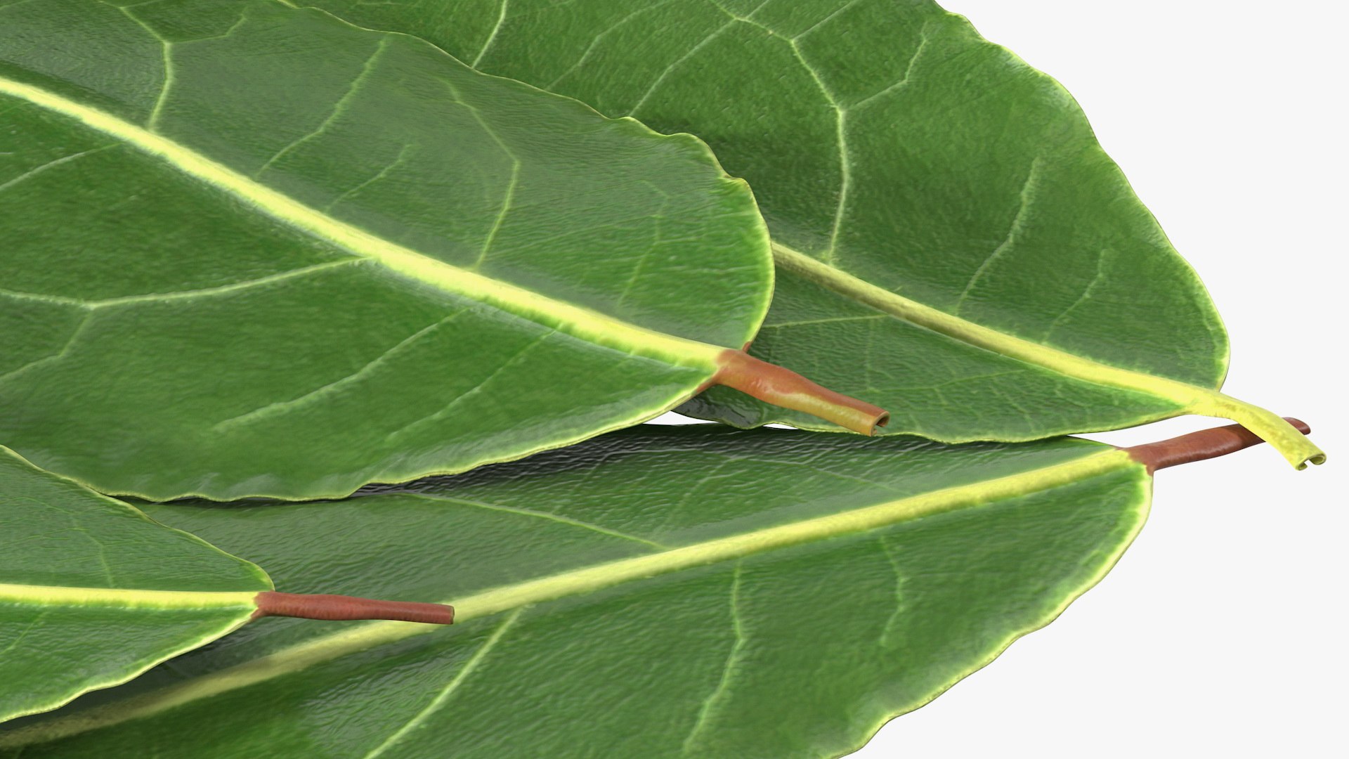3D laurel leaves model https://p.turbosquid.com/ts-thumb/G2/7LTg4t/04/laurelleaves3dsmodel013/jpg/1612031119/1920x1080/fit_q87/b07fac4a38eba66145e7c3ad4aa547c6c45f5586/laurelleaves3dsmodel013.jpg