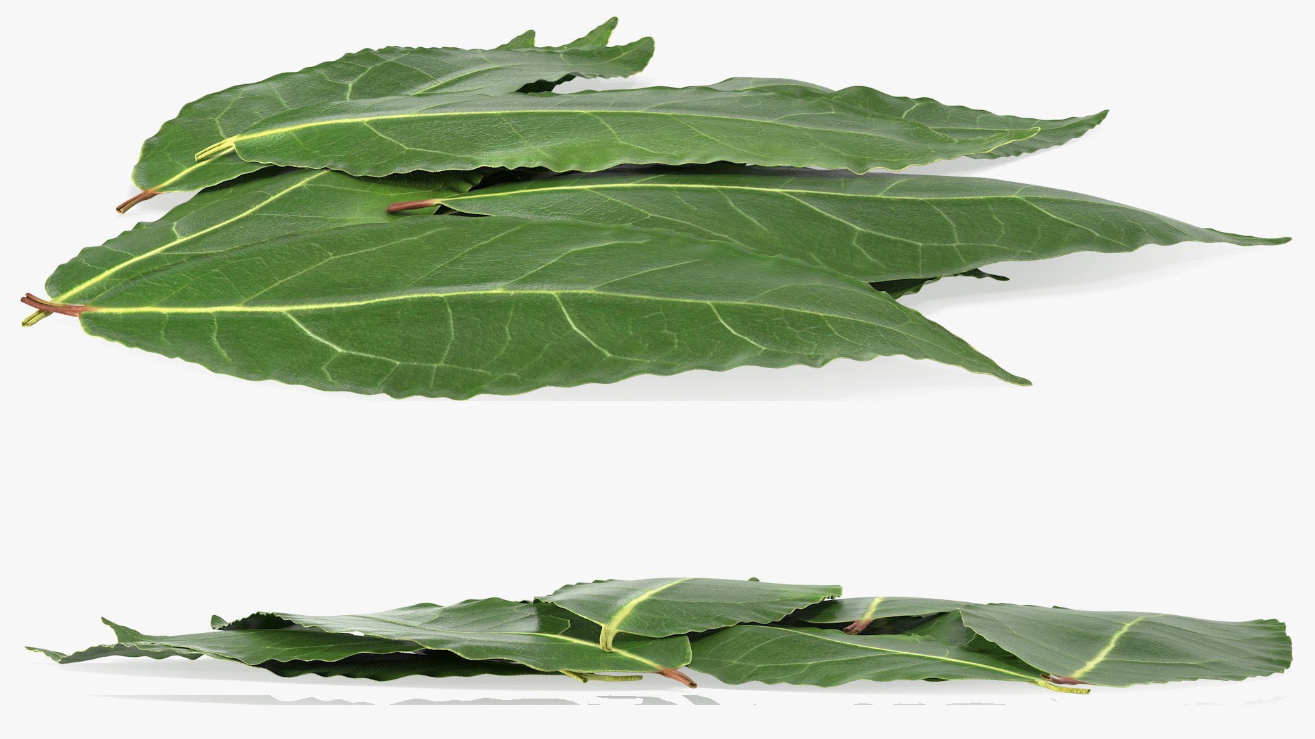 3D laurel leaves model https://p.turbosquid.com/ts-thumb/G2/7LTg4t/0K/laurelleaves3dsmodel010/jpg/1612031110/1920x1080/fit_q87/f01e0a86b65639523bdfb525fd20ee84c28c1471/laurelleaves3dsmodel010.jpg