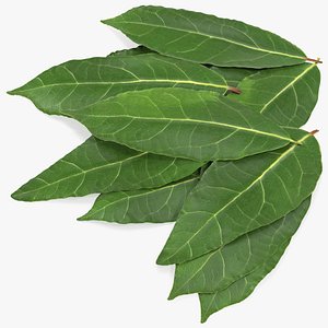 Laurel Leaves