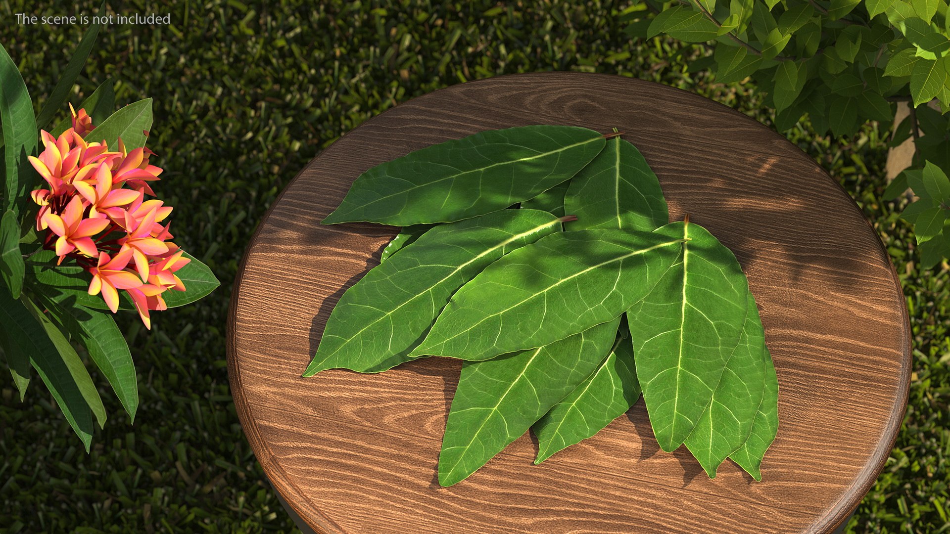 3D laurel leaves model https://p.turbosquid.com/ts-thumb/G2/7LTg4t/8X/laurelleaves3dsmodel002/jpg/1612031087/1920x1080/fit_q87/dfda096500cc4efc244c746b3549bdf878b1cfc8/laurelleaves3dsmodel002.jpg