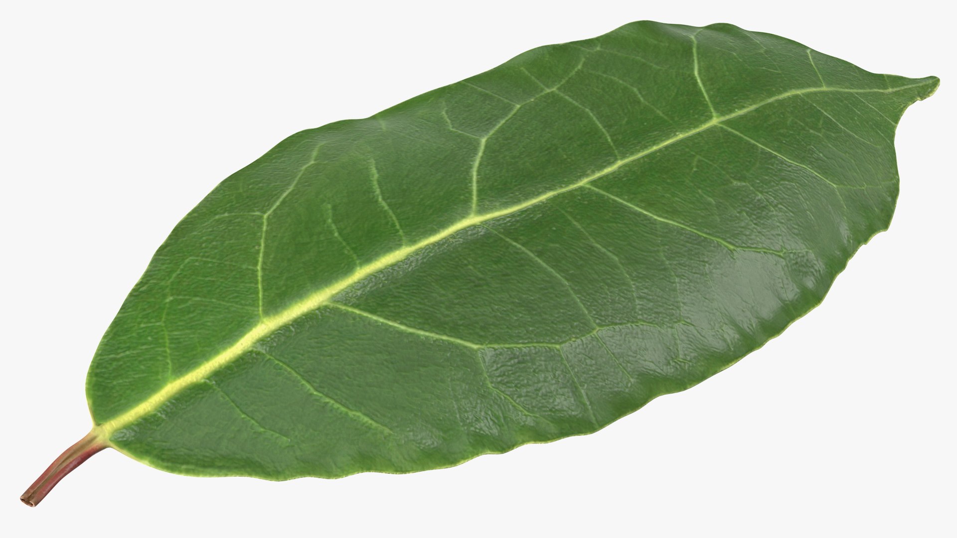 3D laurel leaves model https://p.turbosquid.com/ts-thumb/G2/7LTg4t/Ch/laurelleaves3dsmodel016/jpg/1612031127/1920x1080/fit_q87/88f7397651880fb26d2cf8420255827145414921/laurelleaves3dsmodel016.jpg