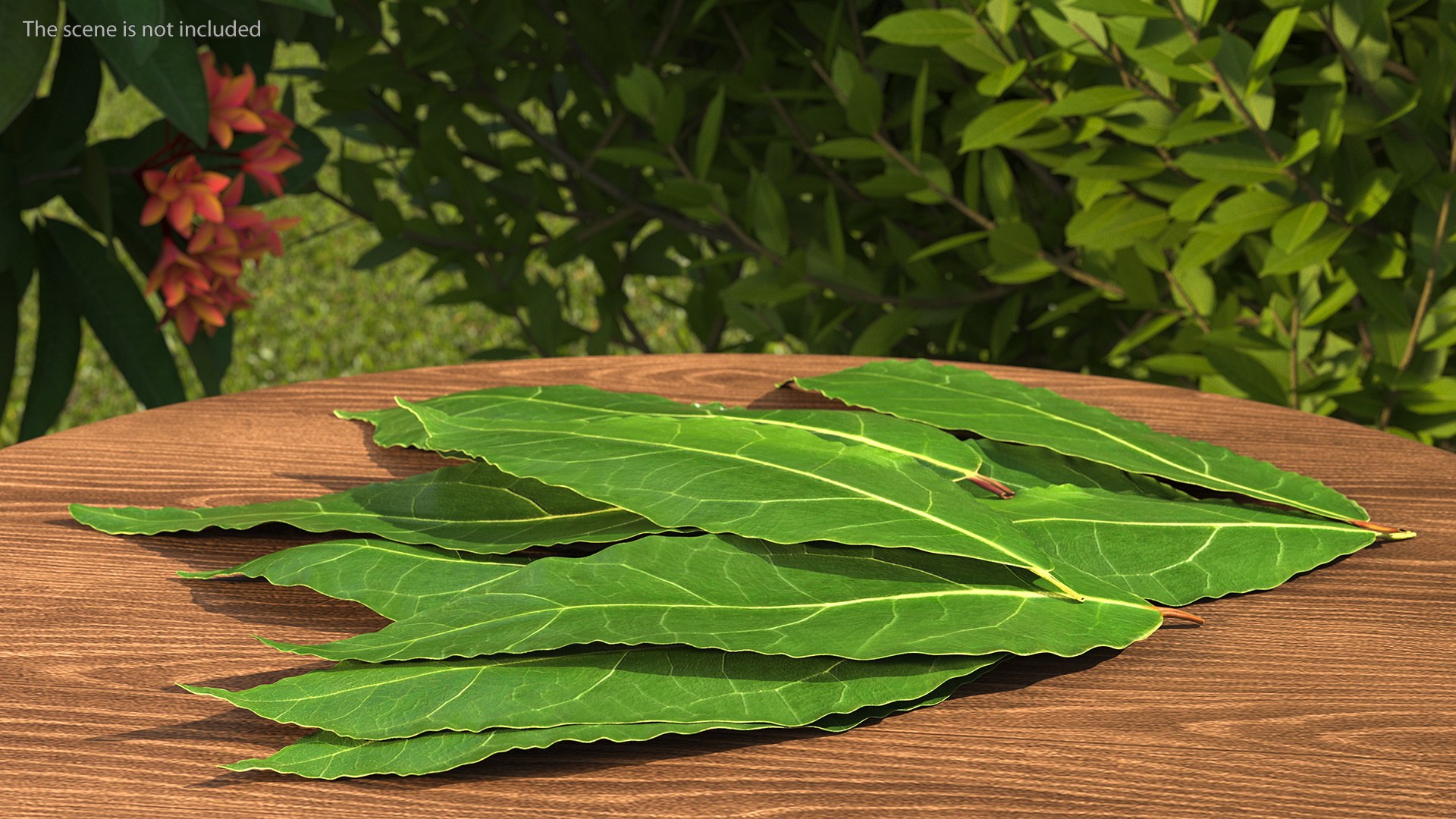 3D laurel leaves model https://p.turbosquid.com/ts-thumb/G2/7LTg4t/E1/laurelleaves3dsmodel003/jpg/1612031090/1920x1080/fit_q87/8471c0ff5d690a7a68974bfd10bc707be48c93b7/laurelleaves3dsmodel003.jpg