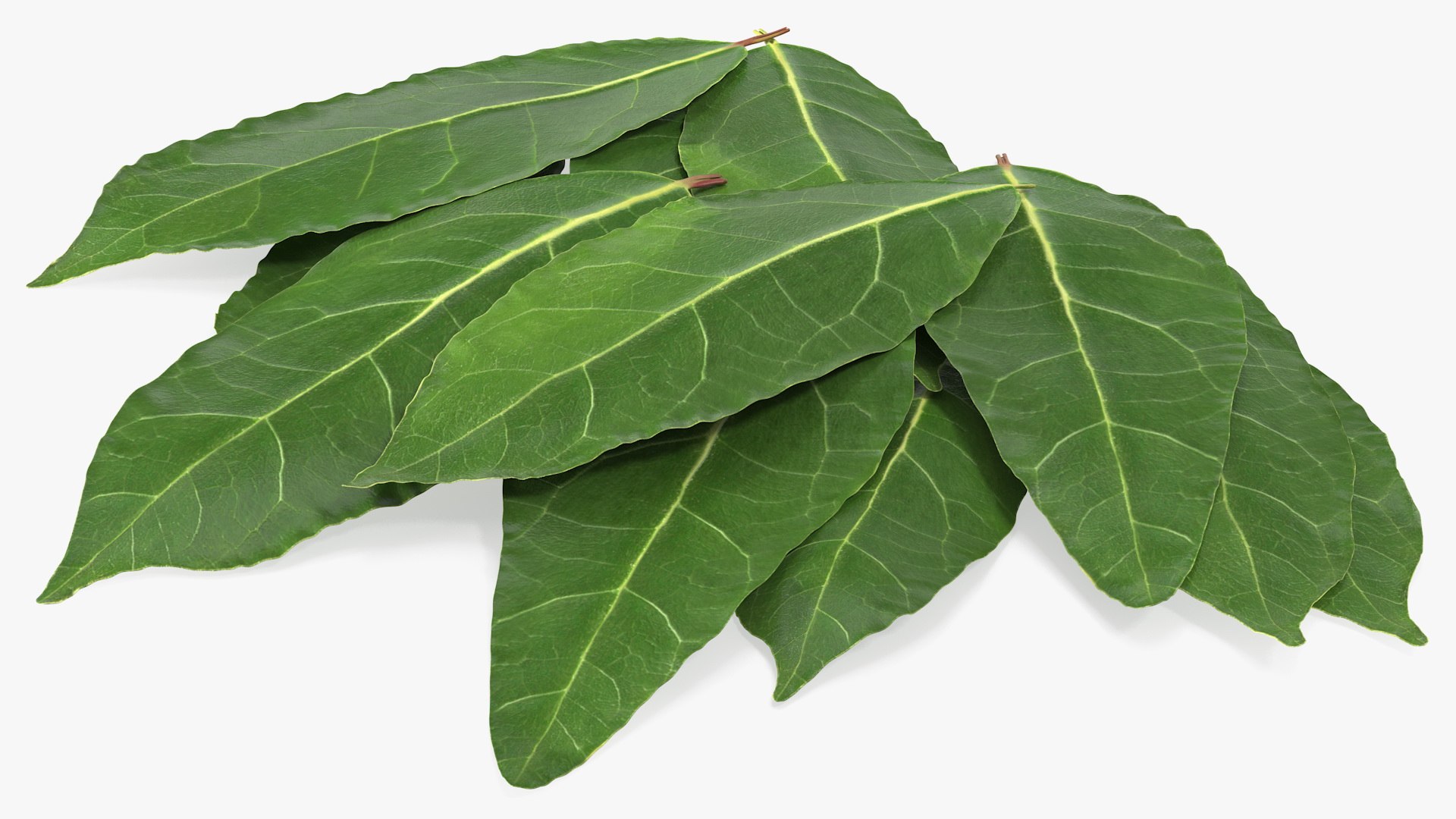 3D laurel leaves model https://p.turbosquid.com/ts-thumb/G2/7LTg4t/Ic/laurelleaves3dsmodel007/jpg/1612031101/1920x1080/fit_q87/c43cbaf1ab0caa37aa83ca89bf1e8206aa64823f/laurelleaves3dsmodel007.jpg