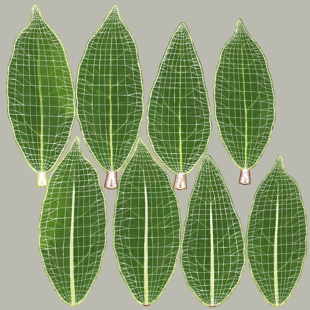 3D laurel leaves model https://p.turbosquid.com/ts-thumb/G2/7LTg4t/MW/laurelleaves3dsmodel024/jpg/1612031149/1920x1080/fit_q87/ff2bc529dd3c109c608e9c5405e286e5fa21c2ea/laurelleaves3dsmodel024.jpg