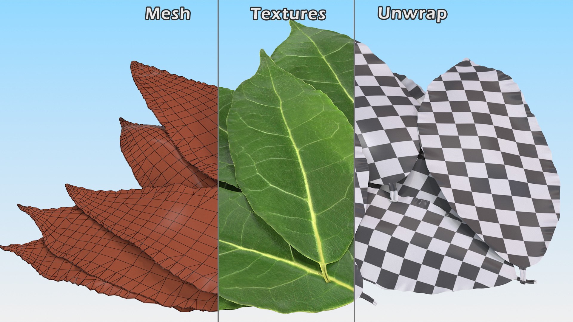 3D laurel leaves model https://p.turbosquid.com/ts-thumb/G2/7LTg4t/RS/laurelleaves3dsmodel017/jpg/1612031130/1920x1080/fit_q87/fb3f2178b9e5bbc17548c40c0fee29cc0081d64f/laurelleaves3dsmodel017.jpg