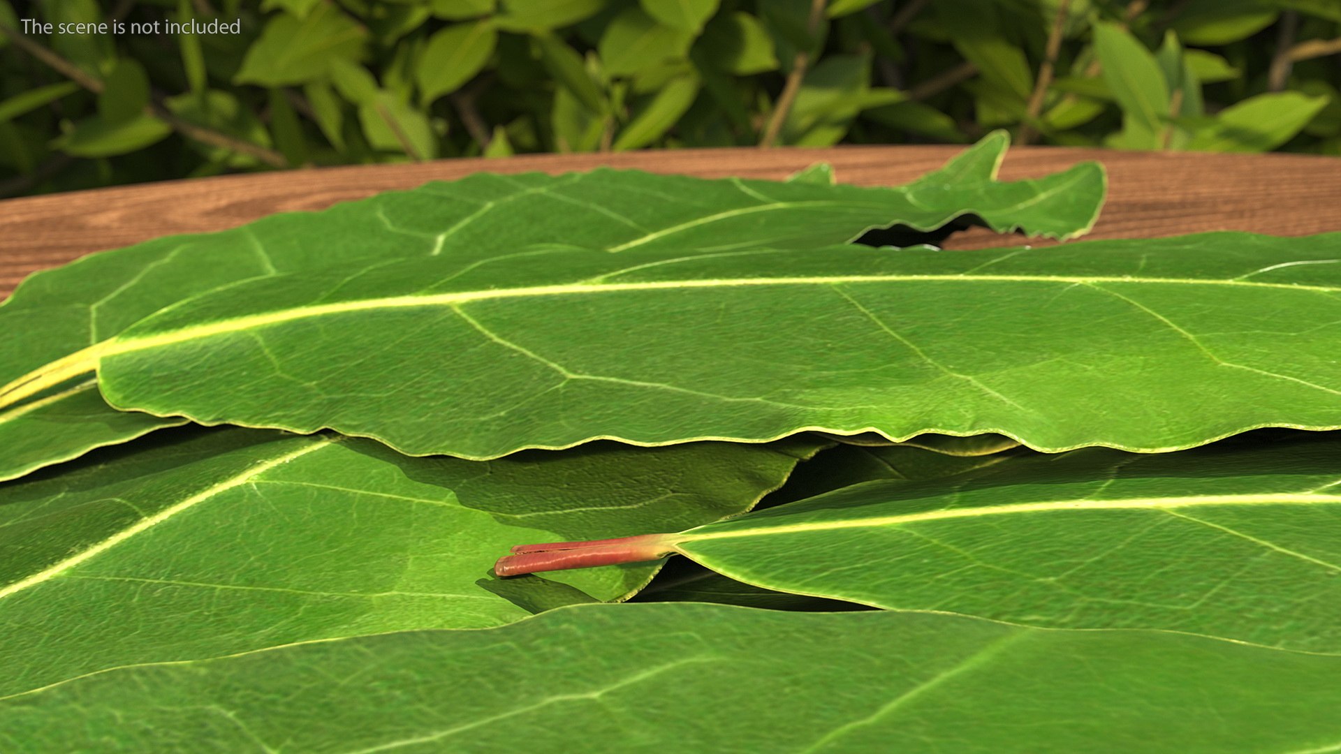 3D laurel leaves model https://p.turbosquid.com/ts-thumb/G2/7LTg4t/Re/laurelleaves3dsmodel004/jpg/1612031093/1920x1080/fit_q87/358997740a9435022f9ffeddd7bdc01d3ff8c611/laurelleaves3dsmodel004.jpg
