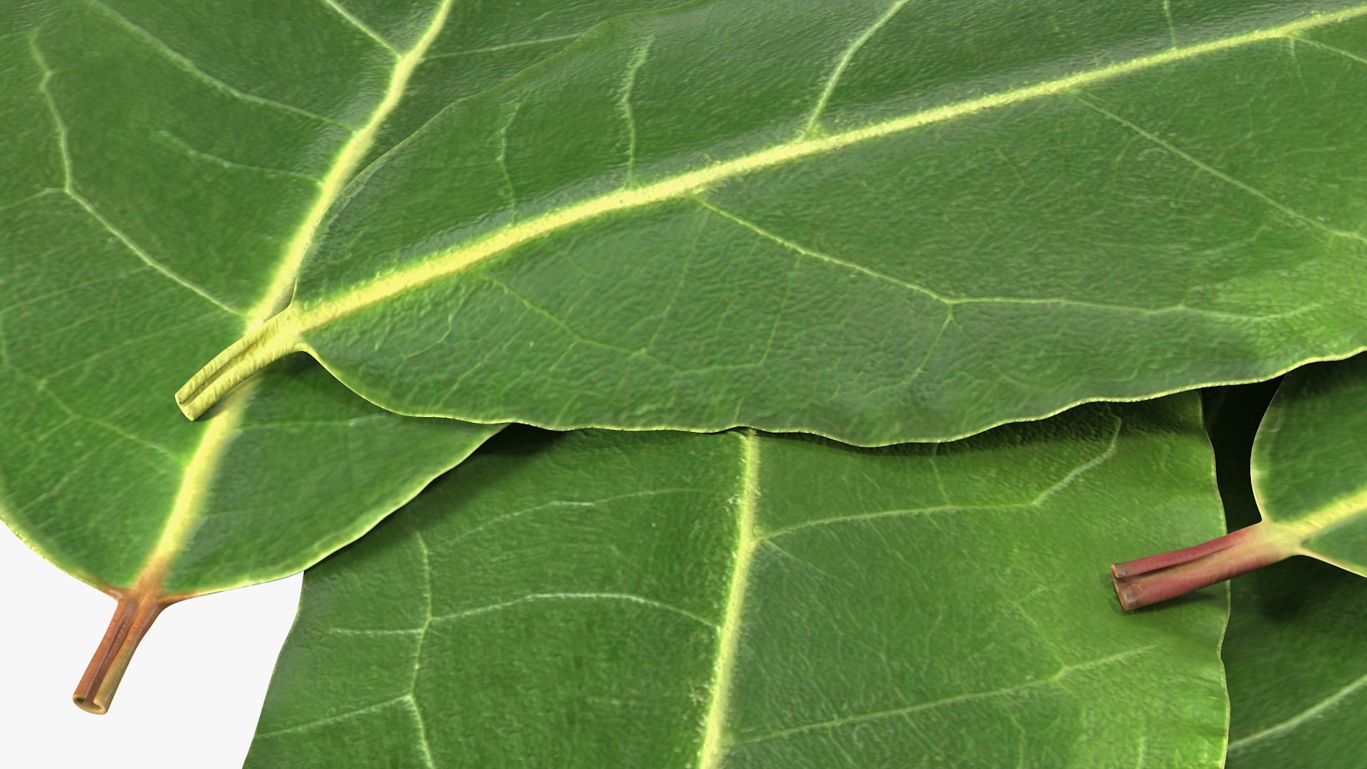 3D laurel leaves model https://p.turbosquid.com/ts-thumb/G2/7LTg4t/VE/laurelleaves3dsmodel014/jpg/1612031122/1920x1080/fit_q87/a8c19a9e7adc008eb712a540711284ff7e0481d0/laurelleaves3dsmodel014.jpg