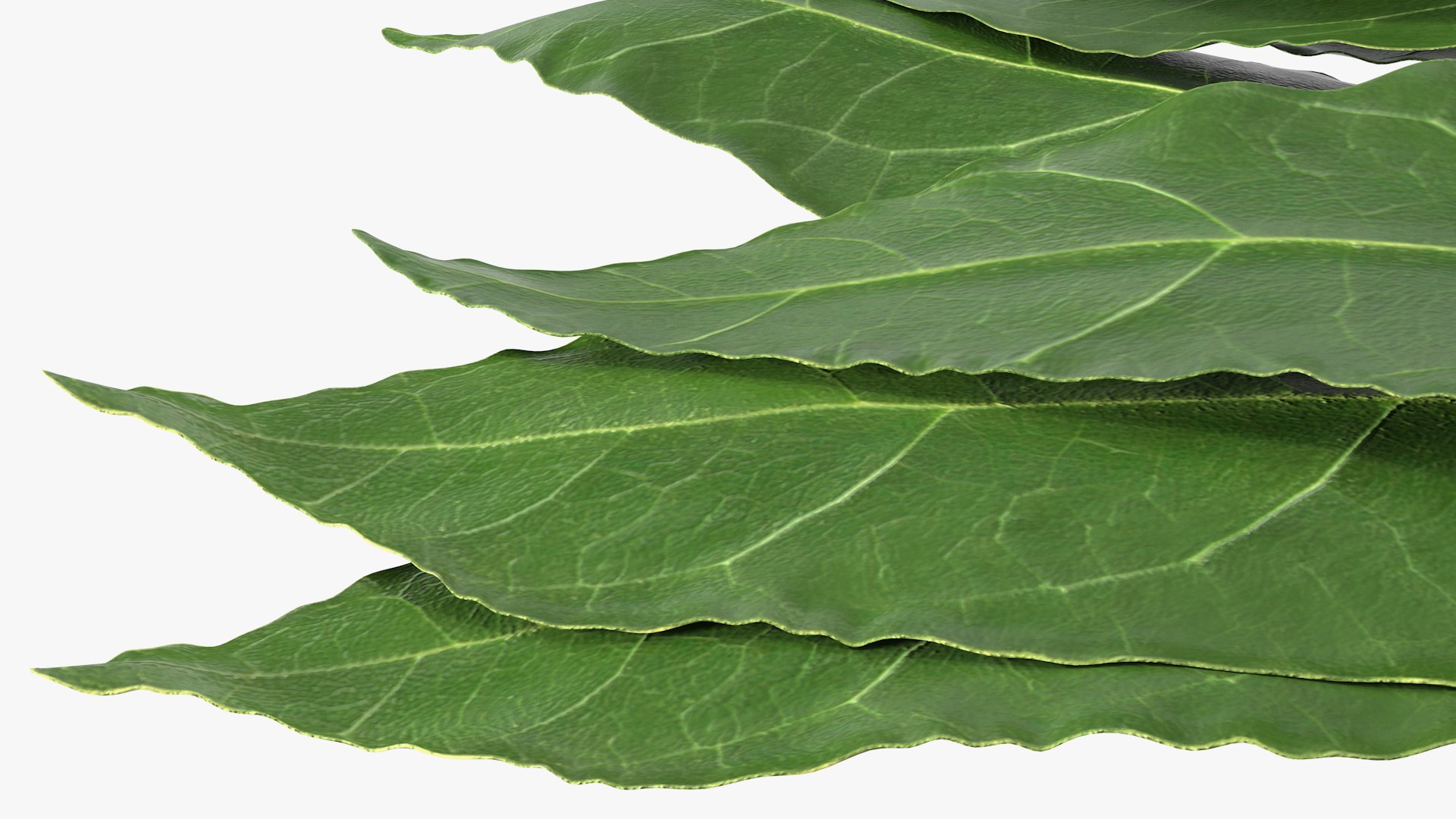 3D laurel leaves model https://p.turbosquid.com/ts-thumb/G2/7LTg4t/VM/laurelleaves3dsmodel012/jpg/1612031116/1920x1080/fit_q87/bb5ddd94208f38f440862a0bbcee431bbf50d2e9/laurelleaves3dsmodel012.jpg
