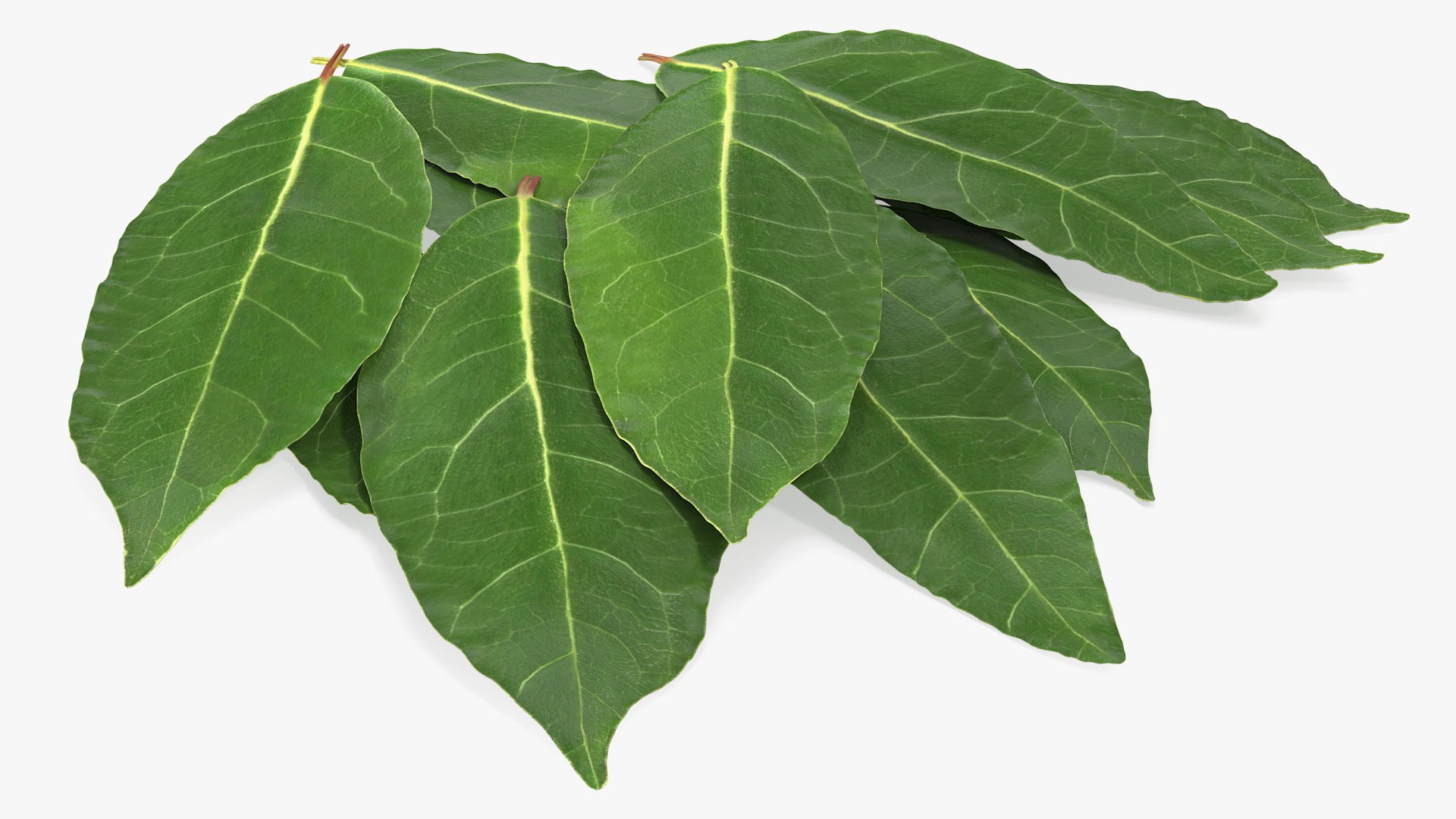 3D laurel leaves model https://p.turbosquid.com/ts-thumb/G2/7LTg4t/ct/laurelleaves3dsmodel008/jpg/1612031105/1920x1080/fit_q87/27eabe180134b8310d216dc95f4c49fb8eafcdc0/laurelleaves3dsmodel008.jpg