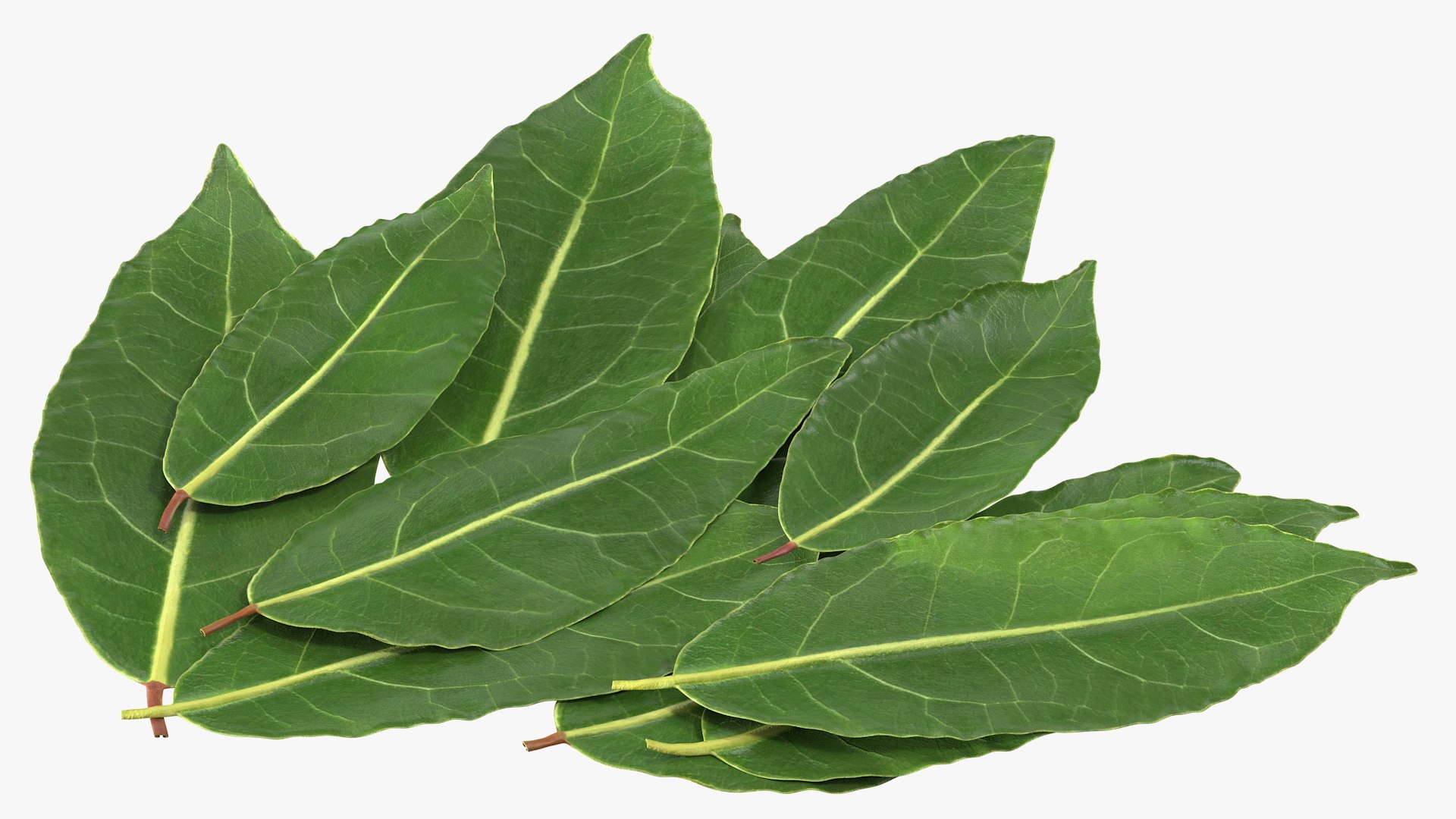 3D laurel leaves model https://p.turbosquid.com/ts-thumb/G2/7LTg4t/gC/laurelleaves3dsmodel009/jpg/1612031108/1920x1080/fit_q87/81688900eee60d4c2e80d213790459f9016a99f5/laurelleaves3dsmodel009.jpg