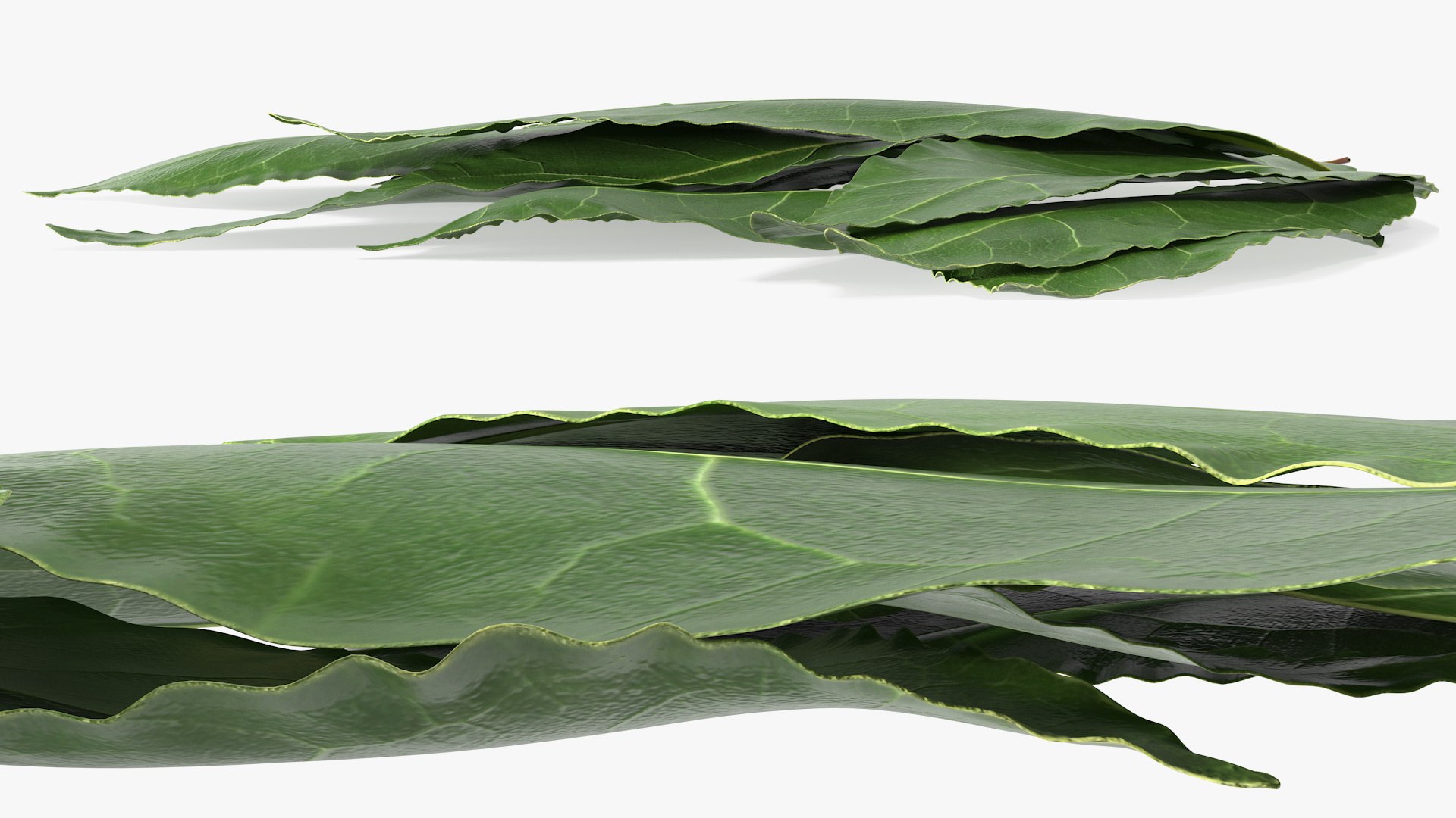 3D laurel leaves model https://p.turbosquid.com/ts-thumb/G2/7LTg4t/ha/laurelleaves3dsmodel011/jpg/1612031113/1920x1080/fit_q87/6daacc9b960c01dd67a34bf52c59bd415332dafc/laurelleaves3dsmodel011.jpg