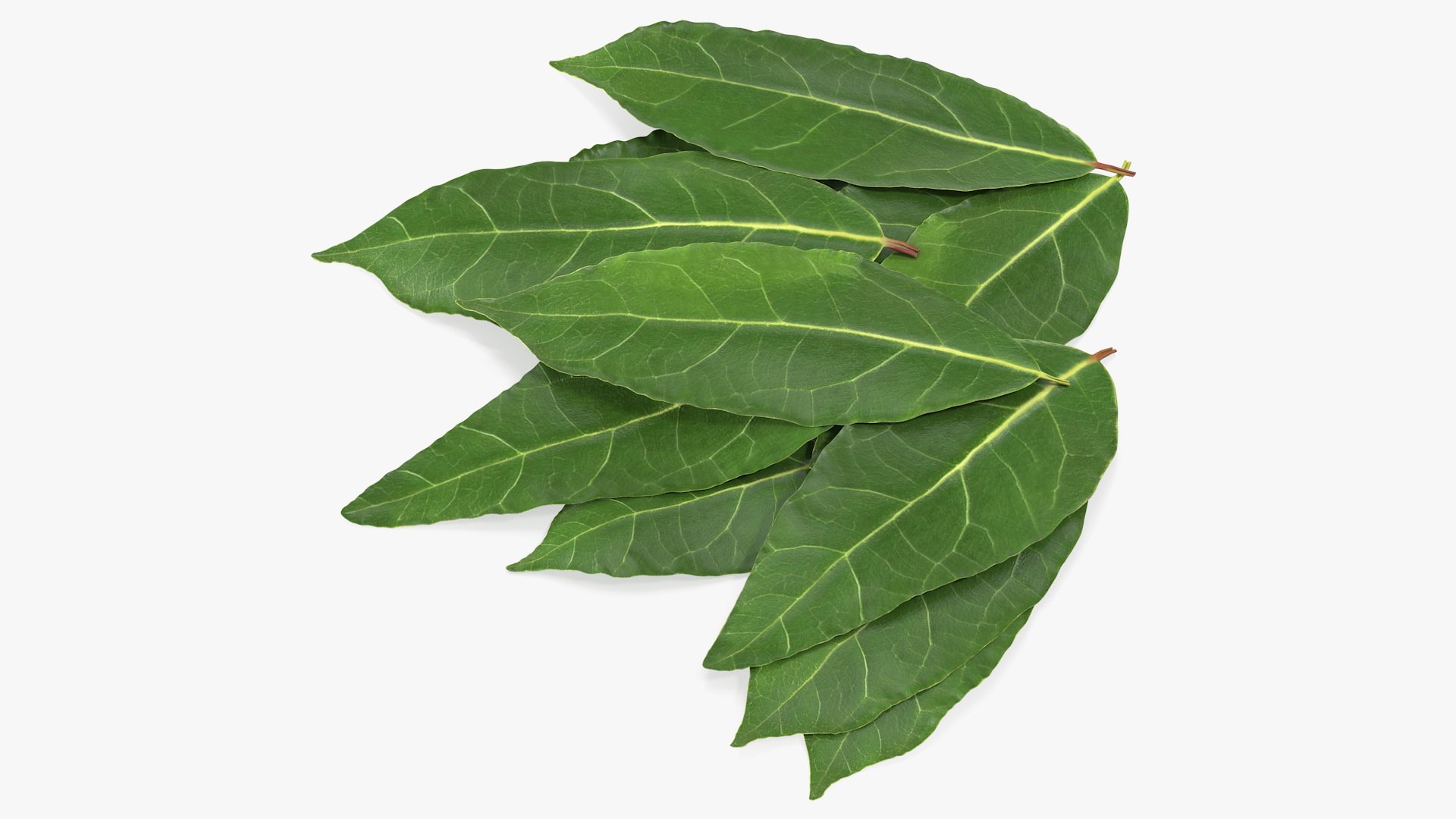 Laurel Leaves 3D model preview