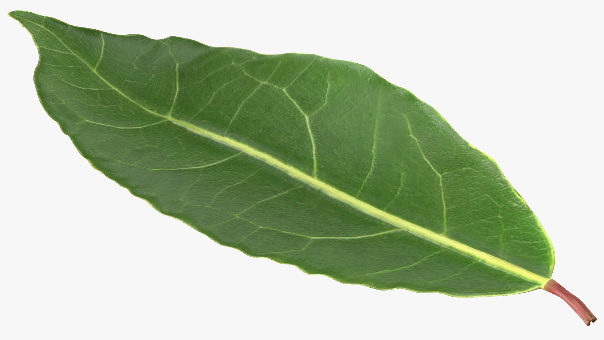 3D laurel leaves model https://p.turbosquid.com/ts-thumb/G2/7LTg4t/nQ/laurelleaves3dsmodel015/jpg/1612031124/1920x1080/fit_q87/fe514f47bc85cddece1ddc4a9933ab312a253bb2/laurelleaves3dsmodel015.jpg