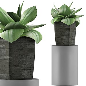 3D exotic plants trees model