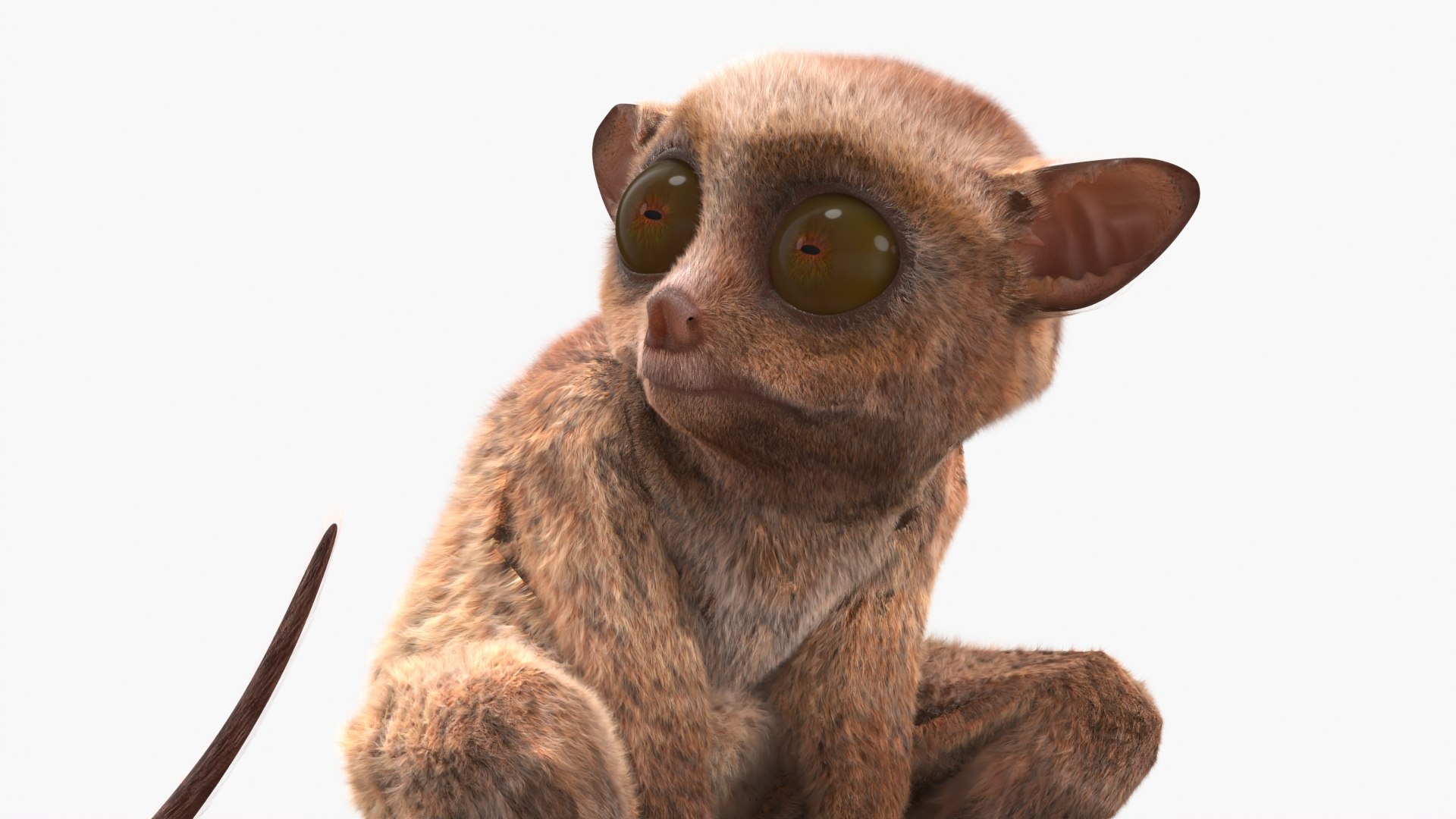 Alert Sitting Tarsier Fur for Cinema 4D 3D model preview