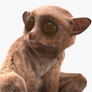 Alert Sitting Tarsier Fur for Cinema 4D 3D