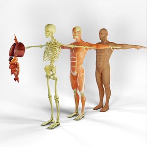 Low poly Human Anatomy Model