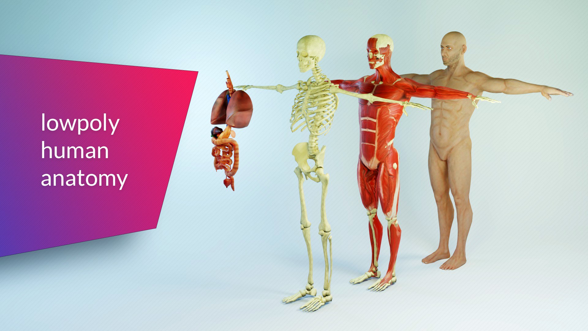 3D Low Poly Human Anatomy Model - TurboSquid 2079513
