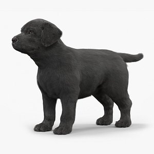 3D Labrador Retriever Puppy Black Fur for Cinema 4D model