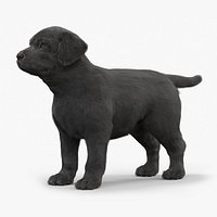 Labrador Retriever Puppy Black Fur for Cinema 4D