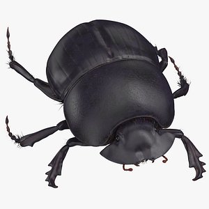 3D model black scarab beetle walking