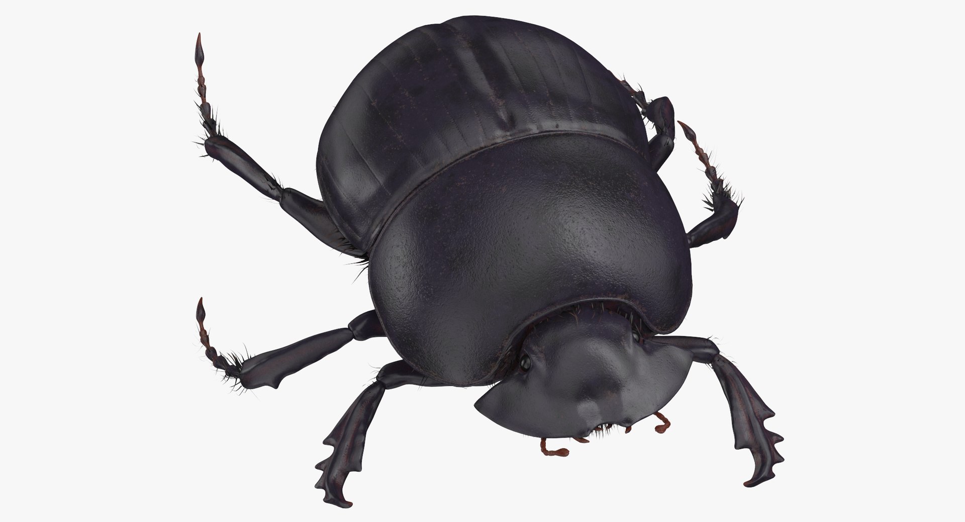 3D model black scarab beetle walking - TurboSquid 1375565