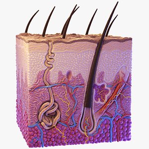 Skin Anatomy