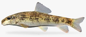 fbx moxostoma cervinum blacktip jumprock