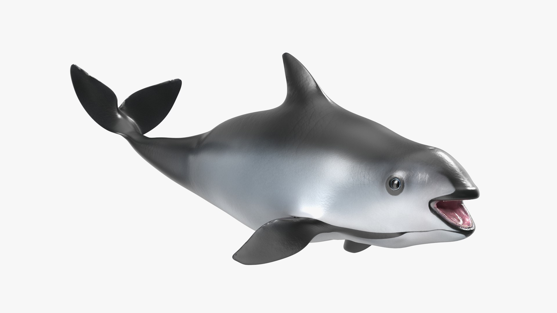 Smallest Cetacean Vaquita Rigged for Maya 3D model preview