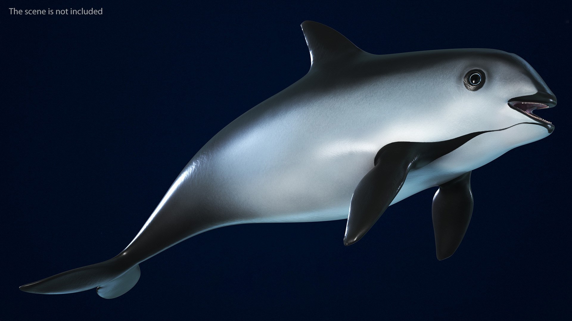 Smallest Cetacean Vaquita Rigged for Maya 3D https://p.turbosquid.com/ts-thumb/G2/tgV9UM/Dq/smallestcetaceanvaquitariggedformaya3dsmodel004/jpg/1710276464/1920x1080/fit_q87/92d40febab43f0c8c452cc78cd8c7e03619c2022/smallestcetaceanvaquitariggedformaya3dsmodel004.jpg