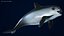 La vaquita cetácea más pequeña preparada para los mayas