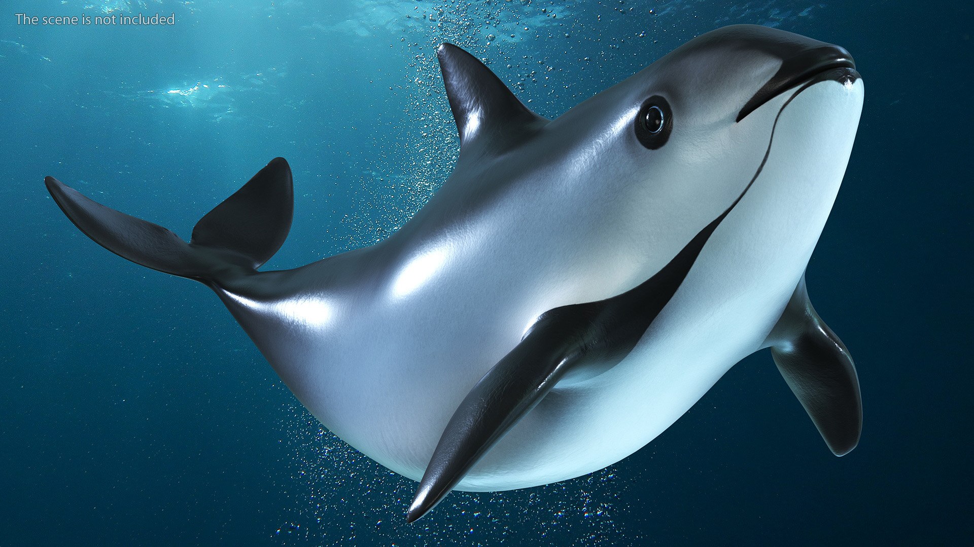 Smallest Cetacean Vaquita Rigged for Maya 3D https://p.turbosquid.com/ts-thumb/G2/tgV9UM/GP/smallestcetaceanvaquitariggedformaya3dsmodel018/jpg/1710276523/1920x1080/fit_q87/9a36308267bd73584a7d1dec23483f63f13b92fe/smallestcetaceanvaquitariggedformaya3dsmodel018.jpg