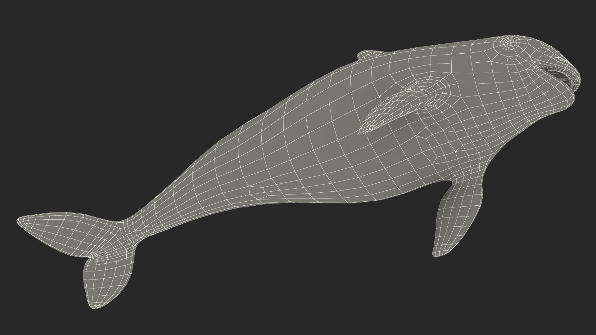 Smallest Cetacean Vaquita Rigged for Maya 3D https://p.turbosquid.com/ts-thumb/G2/tgV9UM/HN/smallestcetaceanvaquitariggedformaya3dsmodel046/jpg/1710276637/1920x1080/fit_q87/46effd34d9d5e7ffb95b17ed4ae859d143f9103d/smallestcetaceanvaquitariggedformaya3dsmodel046.jpg
