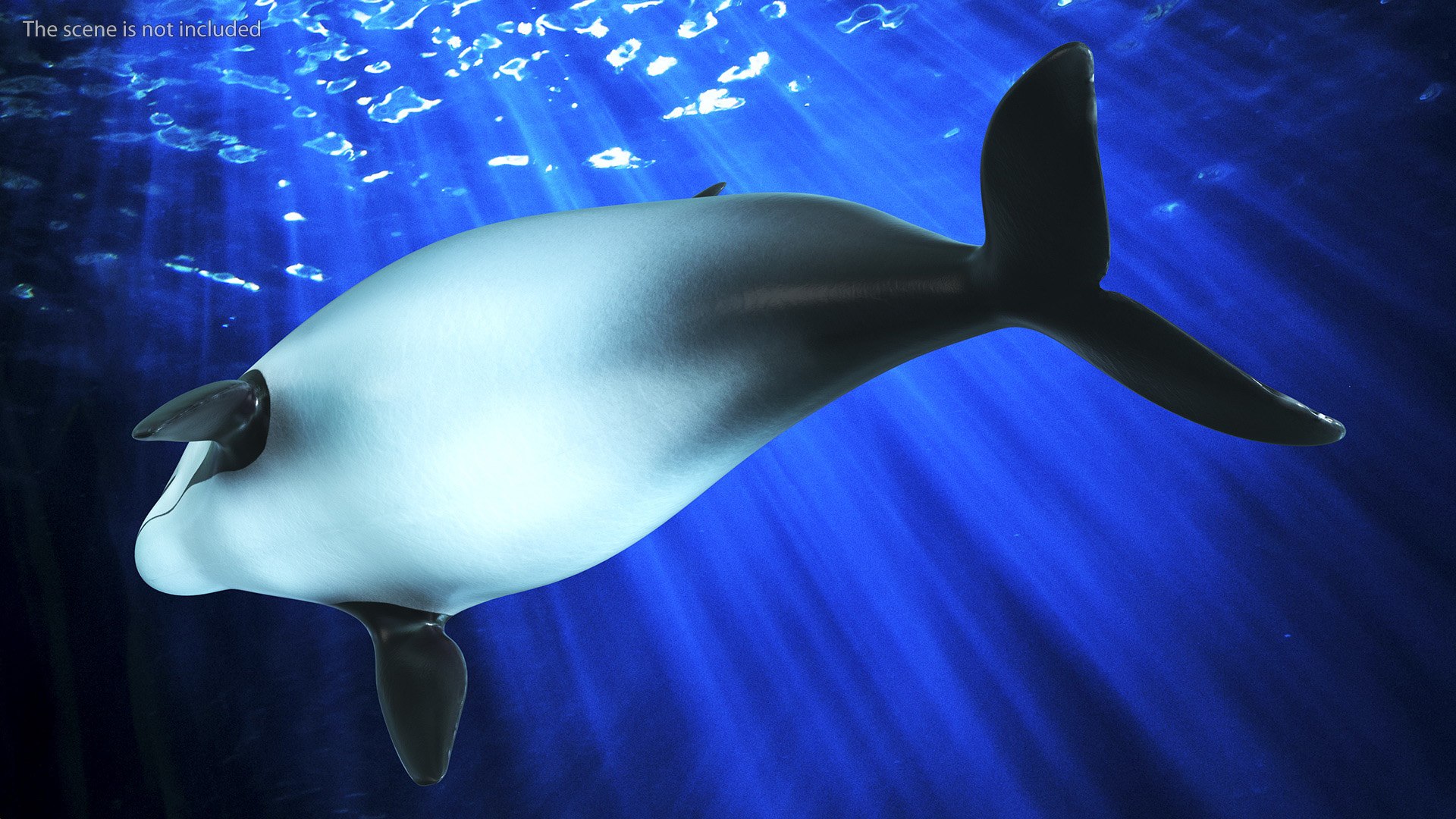 Smallest Cetacean Vaquita Rigged for Maya 3D https://p.turbosquid.com/ts-thumb/G2/tgV9UM/Tt/smallestcetaceanvaquitariggedformaya3dsmodel010/jpg/1710276489/1920x1080/fit_q87/02f1ec1d8585ad231145f2e891095de4b53d5e50/smallestcetaceanvaquitariggedformaya3dsmodel010.jpg