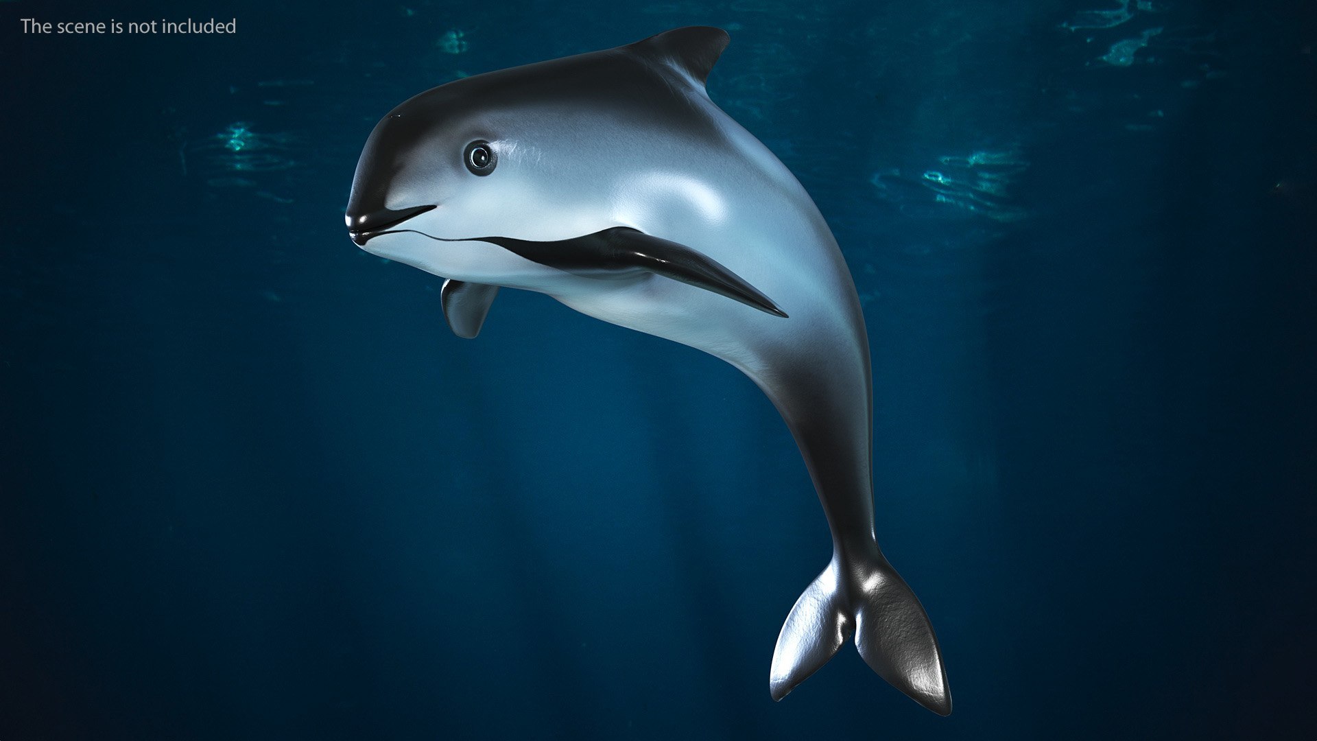 Smallest Cetacean Vaquita Rigged for Maya 3D https://p.turbosquid.com/ts-thumb/G2/tgV9UM/j5/smallestcetaceanvaquitariggedformaya3dsmodel011/jpg/1710276493/1920x1080/fit_q87/c0d0babf888255d828bd447c42e70dc8fdf3deec/smallestcetaceanvaquitariggedformaya3dsmodel011.jpg
