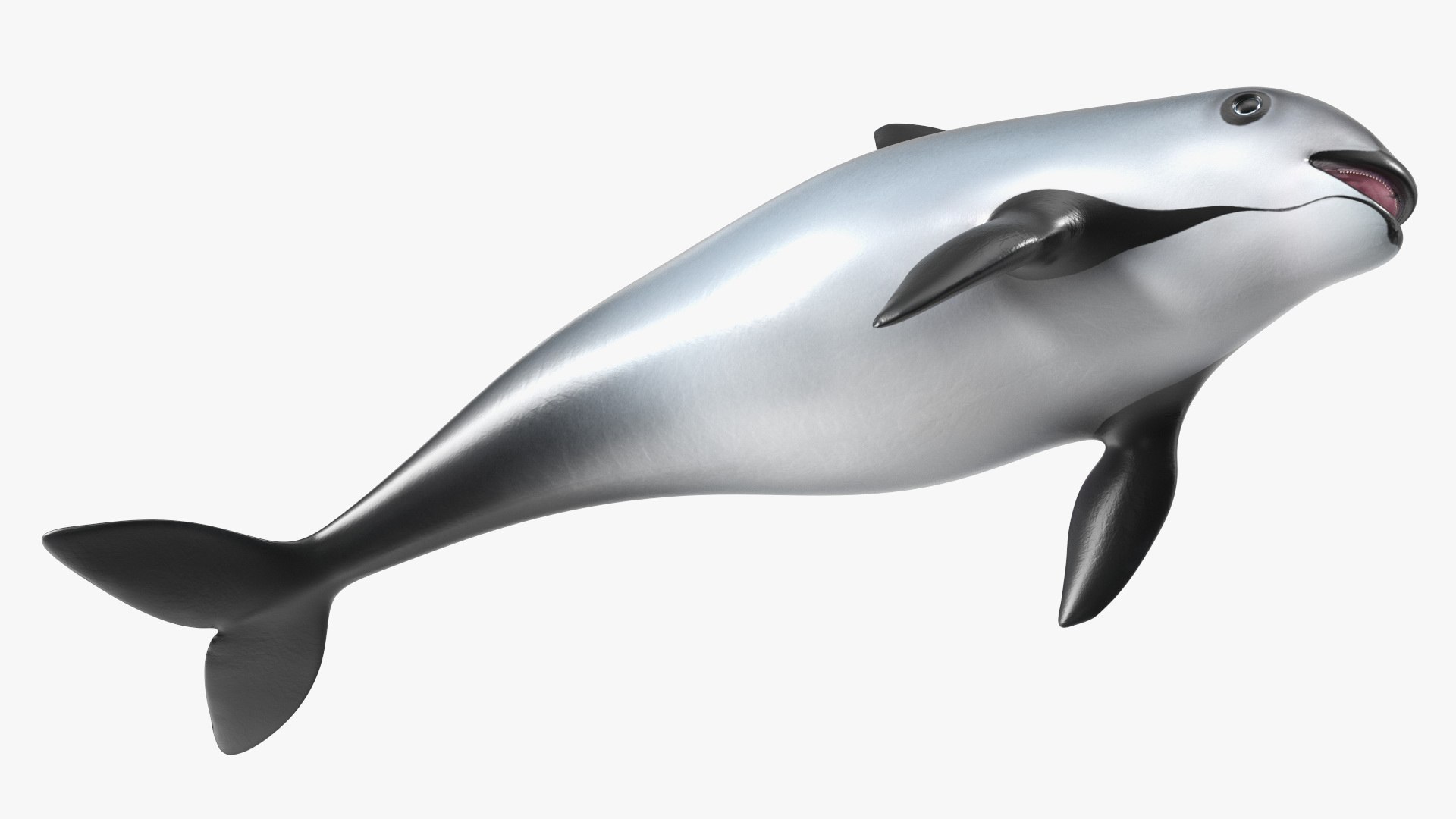 Smallest Cetacean Vaquita Rigged for Maya 3D https://p.turbosquid.com/ts-thumb/G2/tgV9UM/lc/smallestcetaceanvaquitariggedformaya3dsmodel034/jpg/1710276588/1920x1080/fit_q87/5b4c4a5dd63eca30ccf8cbe925e0df88e3f72eff/smallestcetaceanvaquitariggedformaya3dsmodel034.jpg