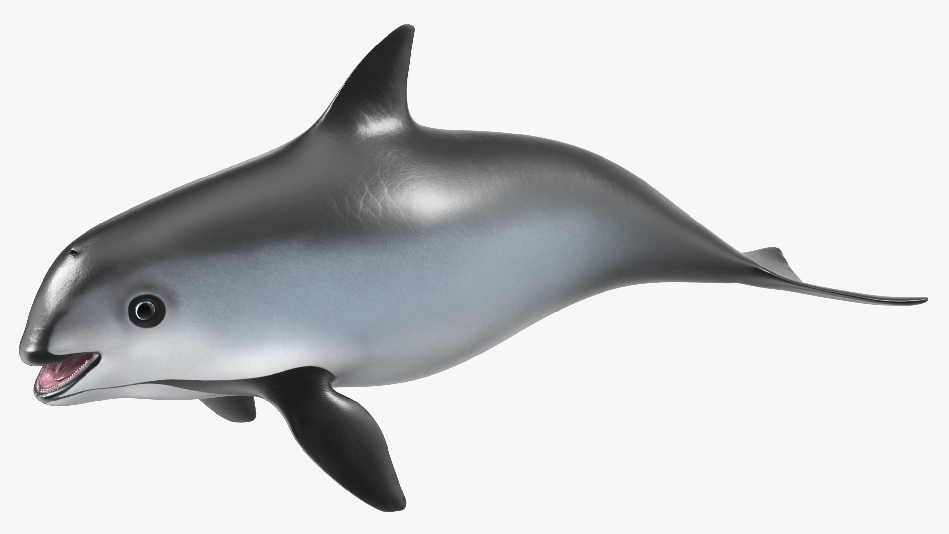 Smallest Cetacean Vaquita Rigged for Maya 3D https://p.turbosquid.com/ts-thumb/G2/tgV9UM/m2/smallestcetaceanvaquitariggedformaya3dsmodel027/jpg/1710276560/1920x1080/fit_q87/bbaef6b1b23780661ed6d0952786cd5a0f7f5566/smallestcetaceanvaquitariggedformaya3dsmodel027.jpg