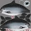 La vaquita cetácea más pequeña preparada para los mayas