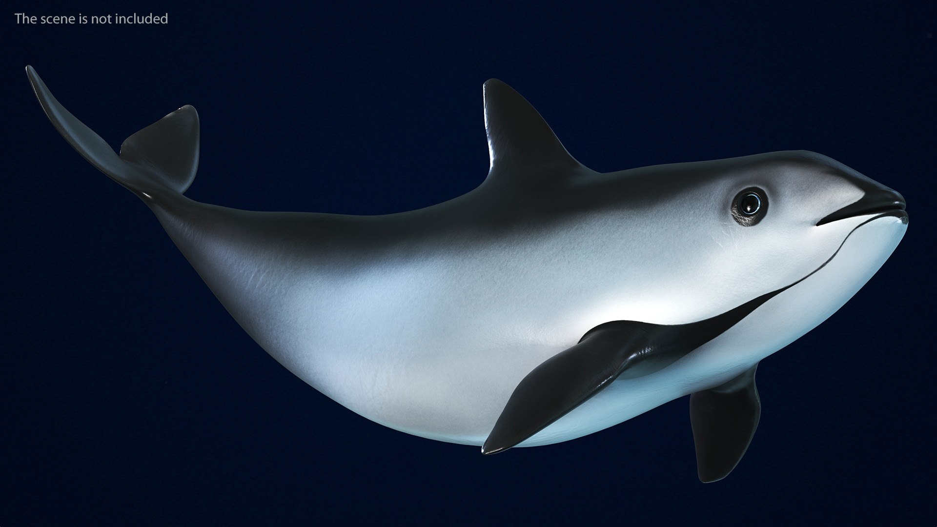 Smallest Cetacean Vaquita Rigged for Maya 3D https://p.turbosquid.com/ts-thumb/G2/tgV9UM/r3/smallestcetaceanvaquitariggedformaya3dsmodel017/jpg/1710276518/1920x1080/fit_q87/a2892bf5fbd538aa06ecbd1f4a9baadb5c1b7e4c/smallestcetaceanvaquitariggedformaya3dsmodel017.jpg