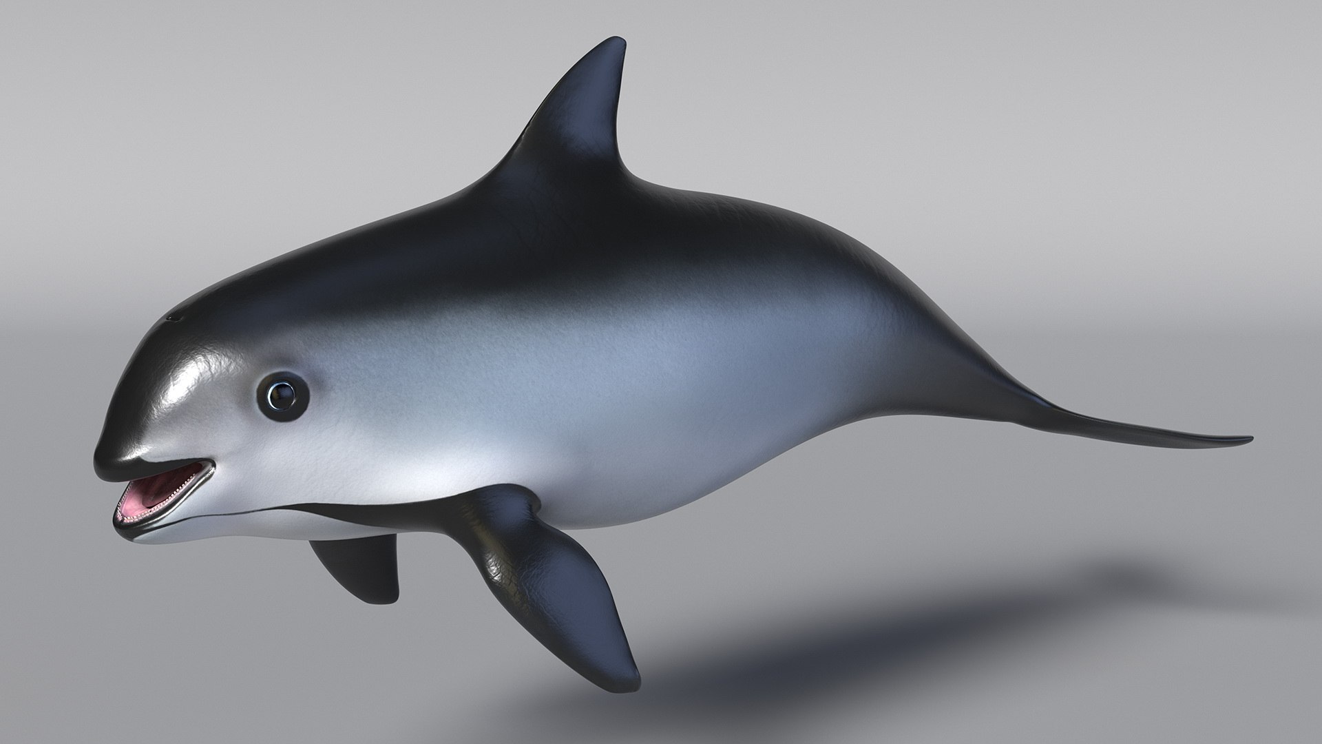 Smallest Cetacean Vaquita Rigged for Maya 3D https://p.turbosquid.com/ts-thumb/G2/tgV9UM/rs/smallestcetaceanvaquitariggedformaya3dsmodel020/jpg/1710276532/1920x1080/fit_q87/a199eb04a76975af8ea38a5eb489654e53753668/smallestcetaceanvaquitariggedformaya3dsmodel020.jpg